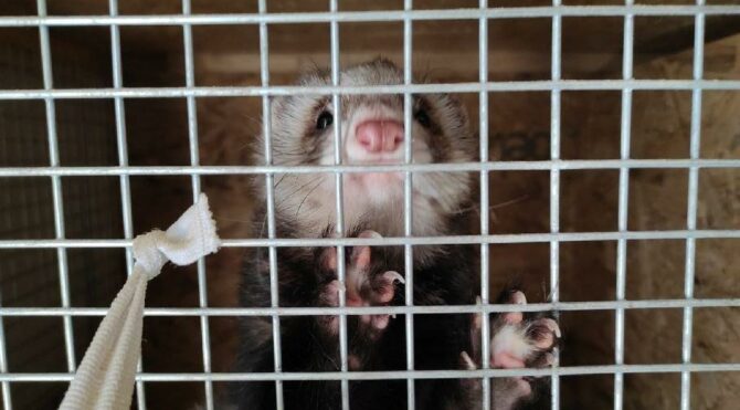 Ankara’da ‘feret’ üretimi yapılan eve baskın