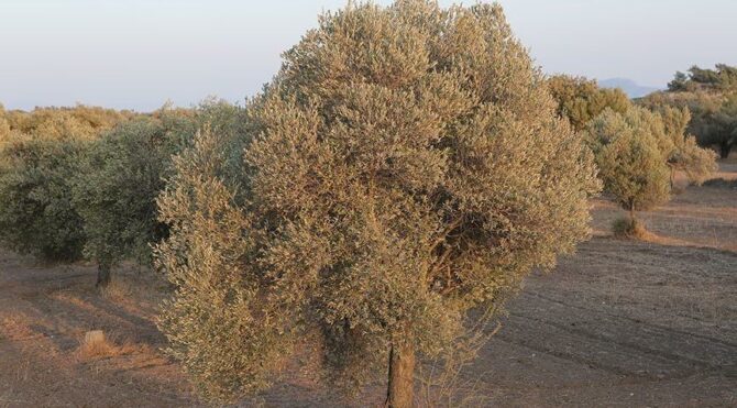 Orhangazi’de 1275 metrekare zeytinlik icradan satılacak