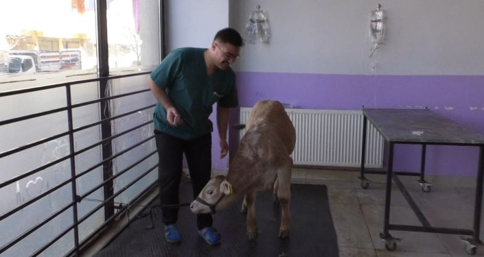 Kars’ta koronavirüs buzağıları öldürdü