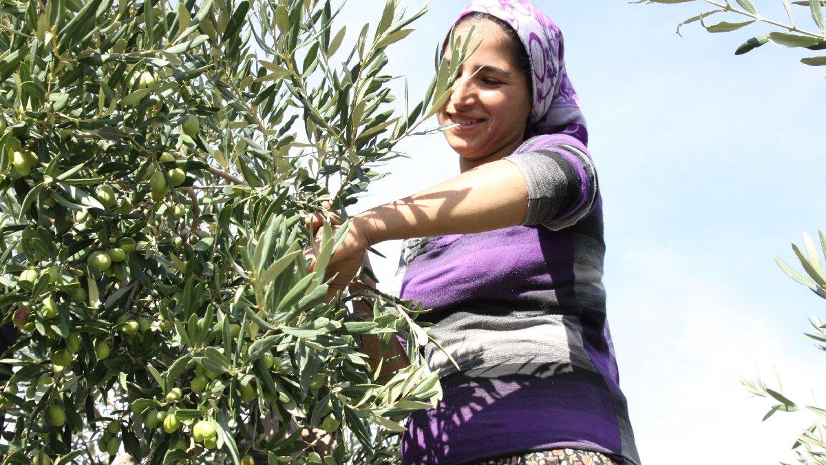 Sofralık zeytin ihracatında 150 milyon dolarlık rekor
