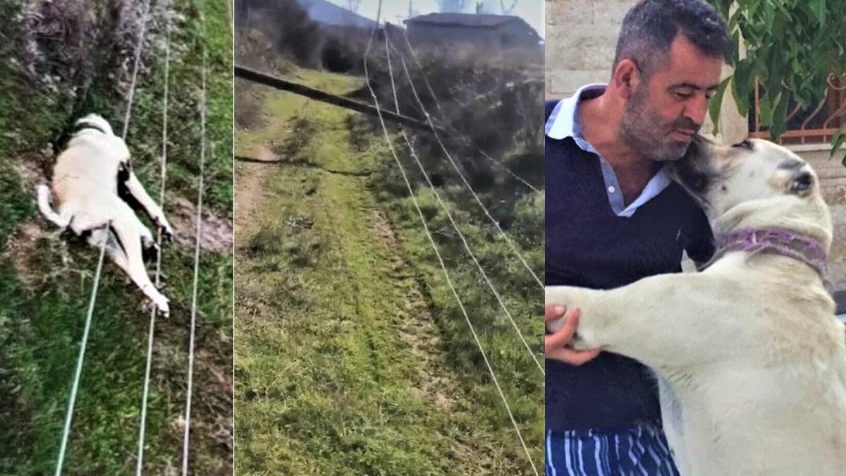 Elektrik akımından ölen köpeği için elektrik şirketine dava açıyor Elektrik akımından ölen köpeği için elektrik şirketine dava açıyor