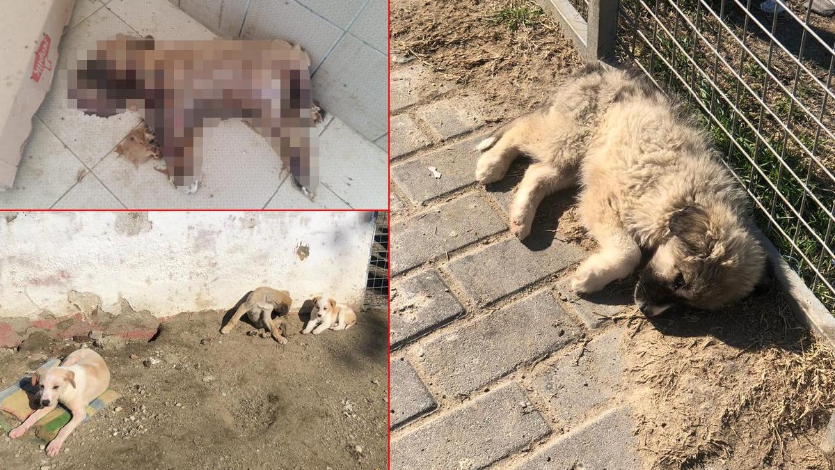 Dehşete düşüren görüntülere soruşturma izni yok