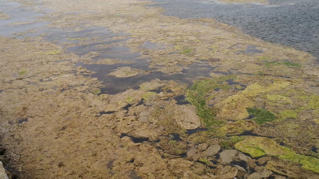 Büyükçekmece Gölü’nde yosun istilası!