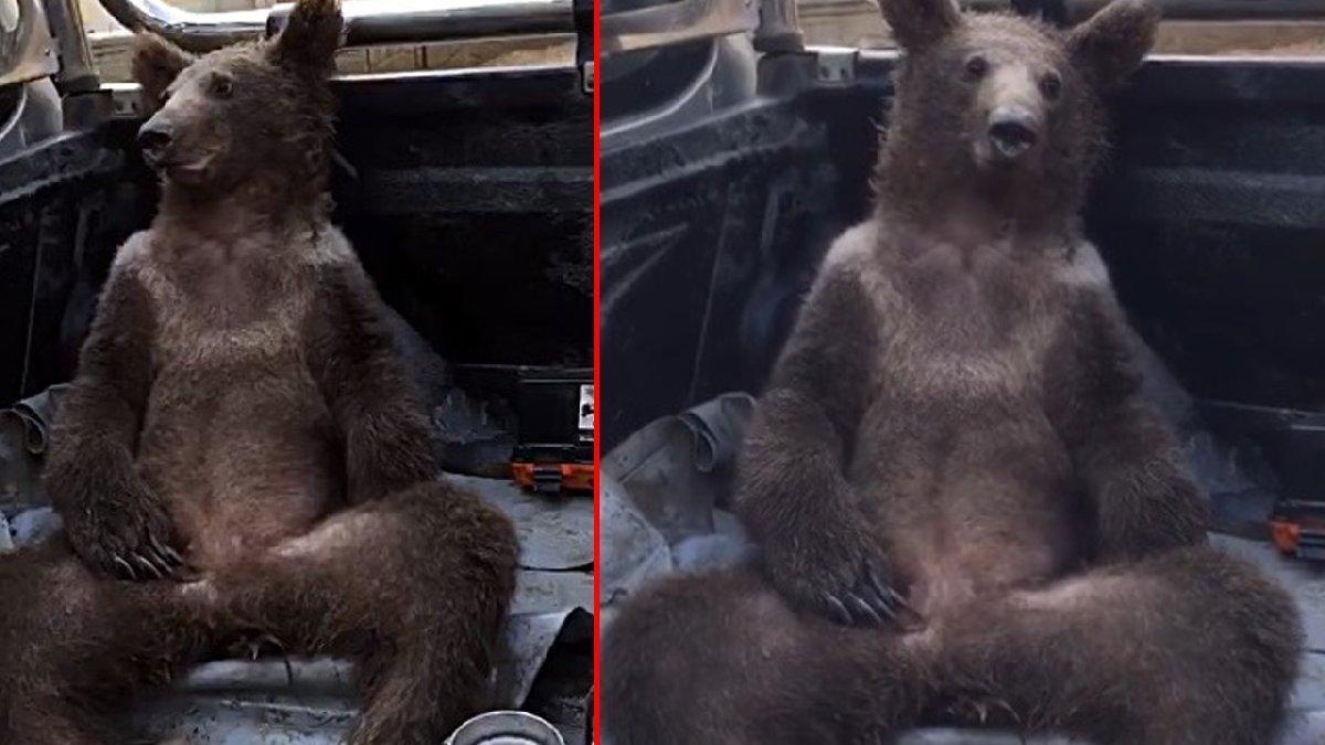 Acı bal yiyerek baygınlık geçiren ayının adı ‘Balkız’ oldu