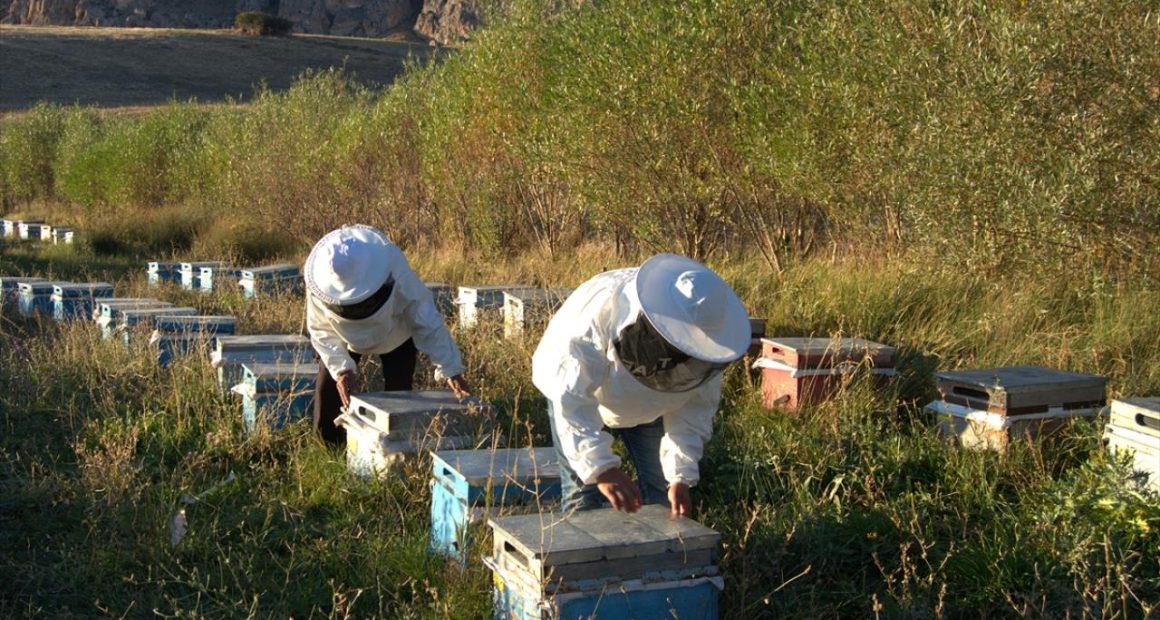Arıcılık için mesleki standart geliyor