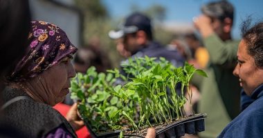 Milas Belediyesi’nden Üreticilere Fide Desteği