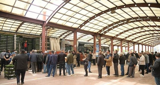 Kahramankazanlı Çiftçilere Fide Desteği Verildi