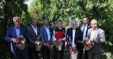 Şeftali ve nektarinde hasat zamanı