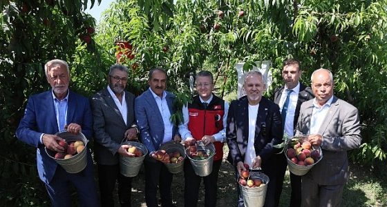 Şeftali ve nektarinde hasat zamanı