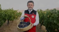 Bakan Yumaklı Türkiye 2024 üzüm üretim hedefini açıkladı