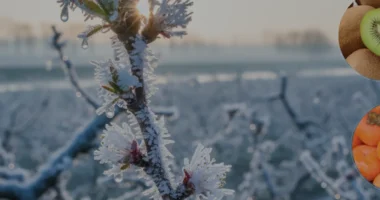 TARSİM Kapsamı Genişledi 16 Ürün Daha Don Teminatına Alındı